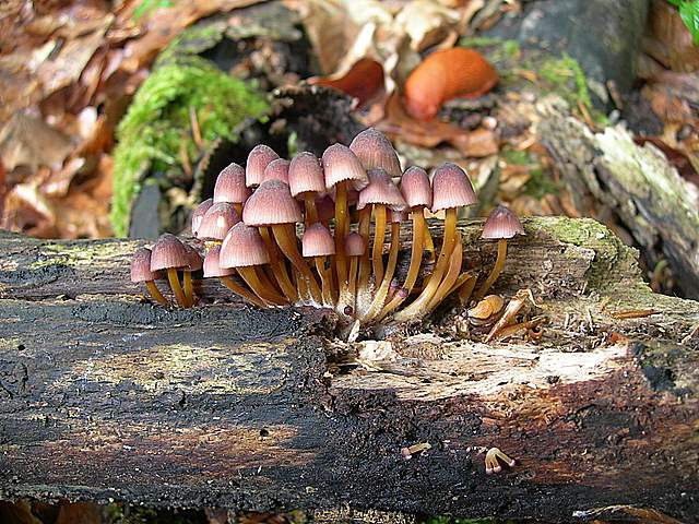 La  Flora  micologica  Alsaziana